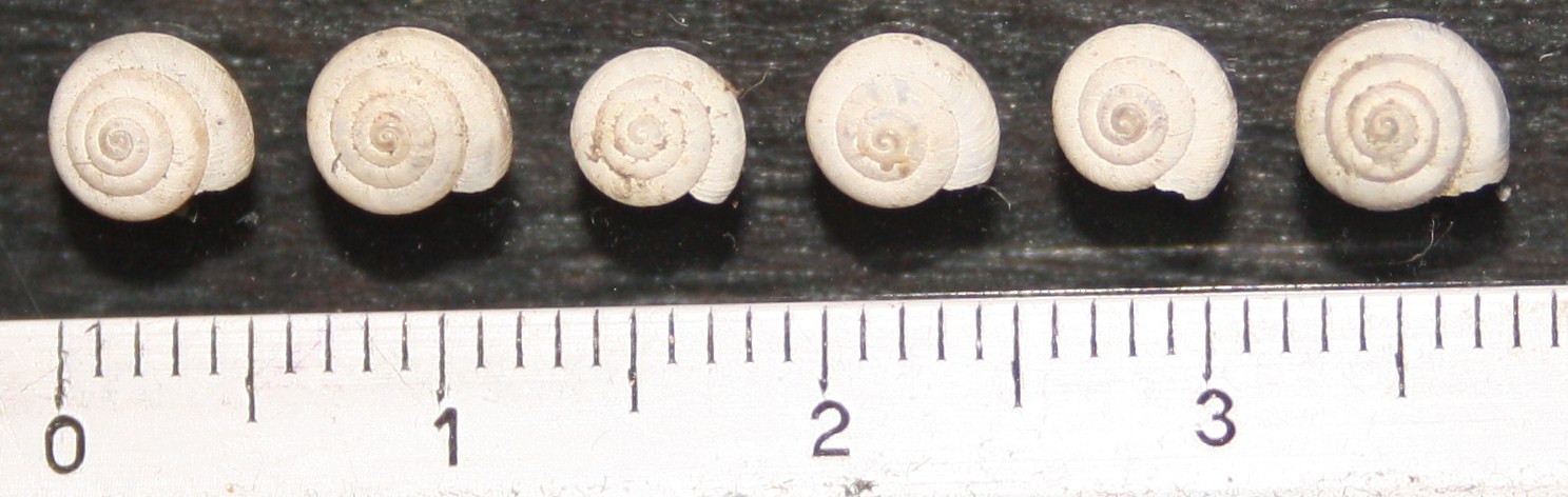 candidula unifasciata?